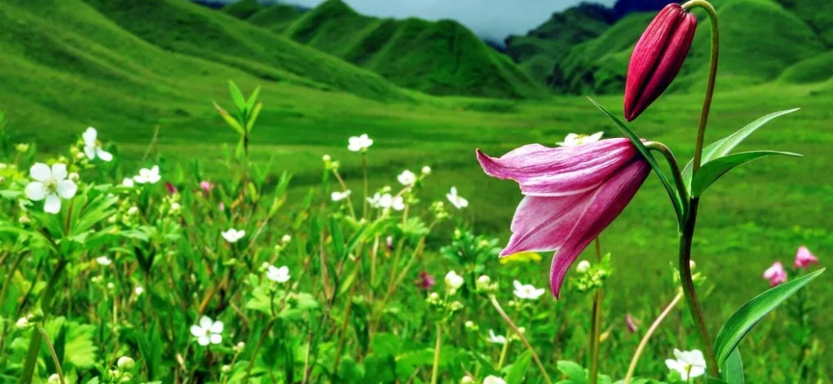 Shirui-Lily-the-state-flower-of-Manipur