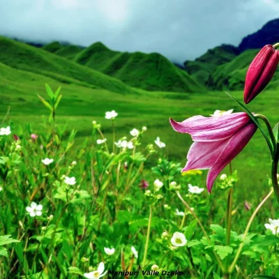 Shirui-Lily-the-state-flower-of-Manipur